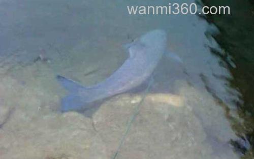 青鱼_1