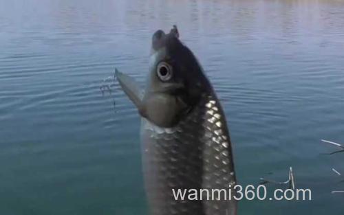 春季钓鱼_0