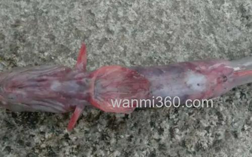 红狼牙鰕虎鱼_2