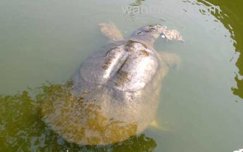 鼋_4