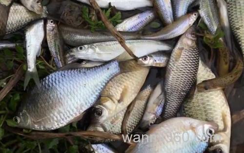 春季钓鱼_1