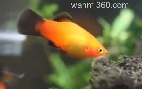 月光鱼_1
