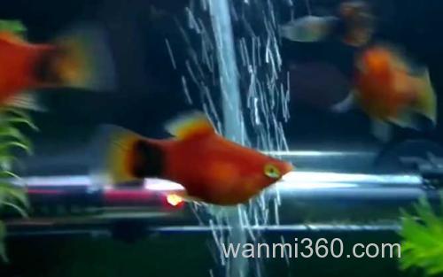 月光鱼_0