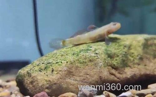 虾虎鱼_7