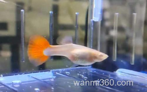 孔雀鱼_2