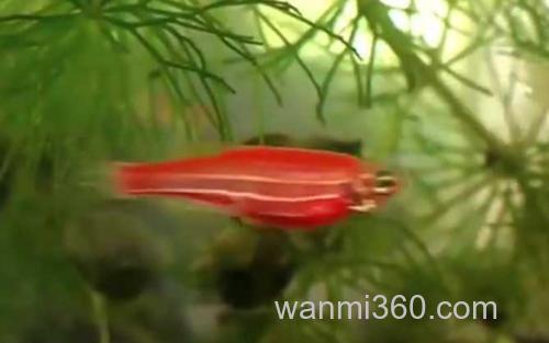 斑马鱼_1