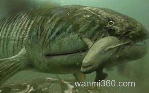 含肺鱼_1