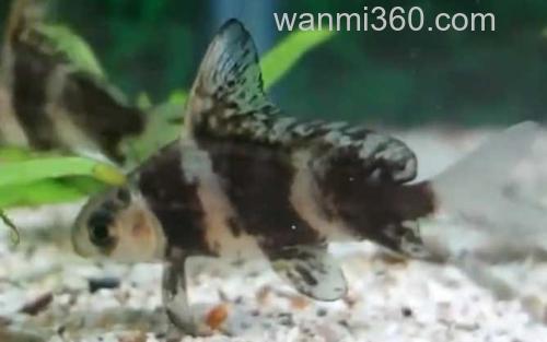 胭脂鱼_1
