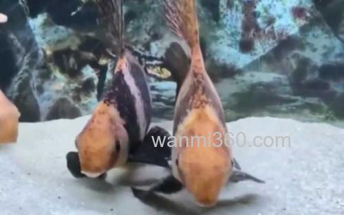 胭脂鱼_0