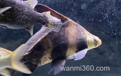 胭脂鱼_2