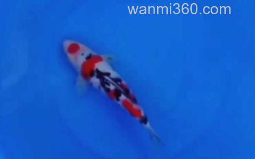 大正三色_2
