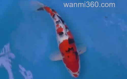 大正三色_0