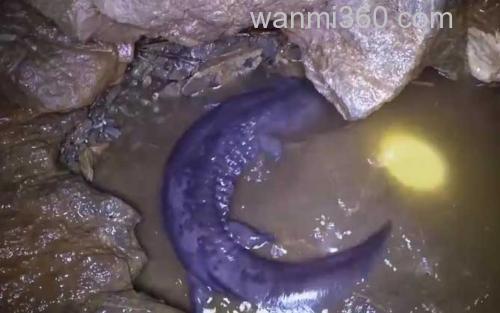野生娃娃鱼_0