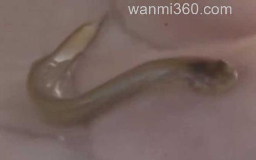 牙签鱼_2