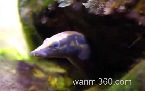刺鳅_1