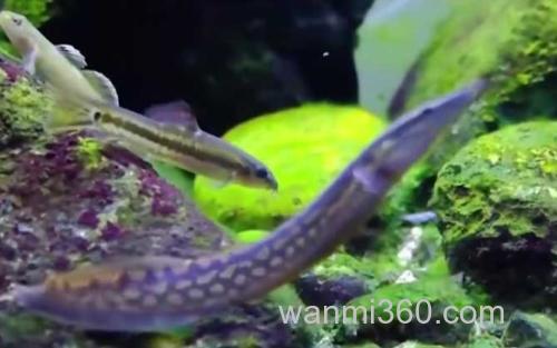 刺鳅_2