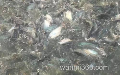 巴沙鱼_2