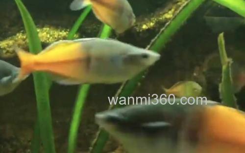 澳洲彩虹鱼_0
