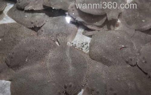 比目鱼_4