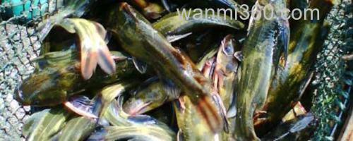 黄颡鱼_0