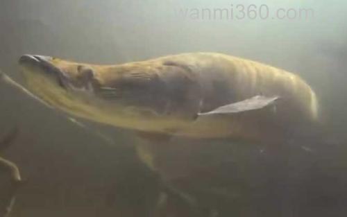巨骨舌鱼_2