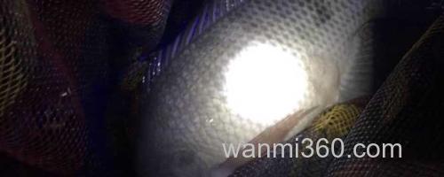 罗非鱼_0