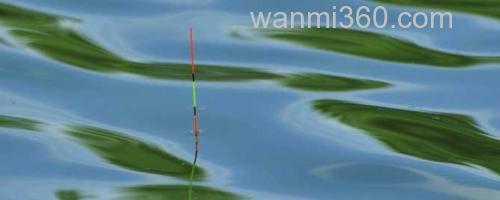 鲤鱼漂相_0