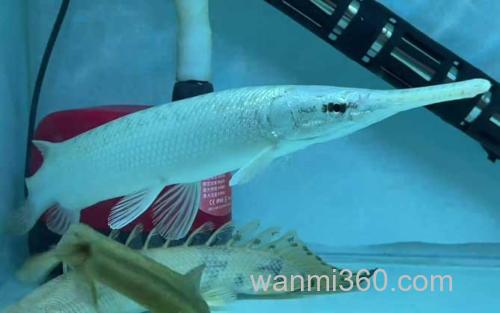 雀鳝鱼_2