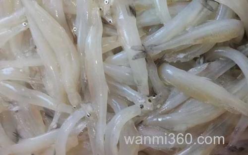 银鱼_6