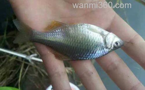 鳑鲏鱼_4