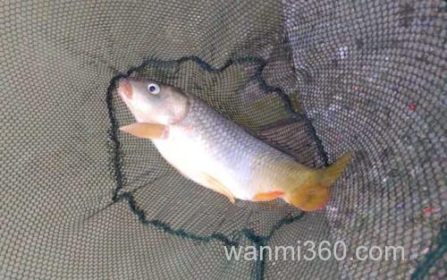 鲤鱼_1