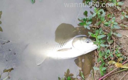 草鱼_0