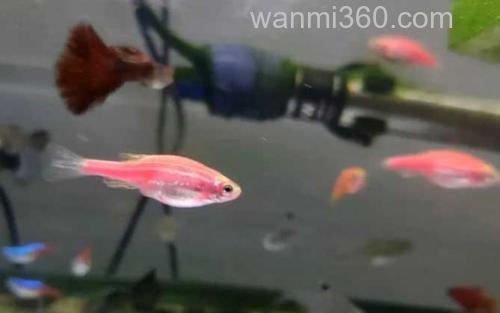 斑马鱼_1