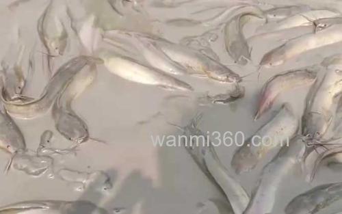 塘鲺_2