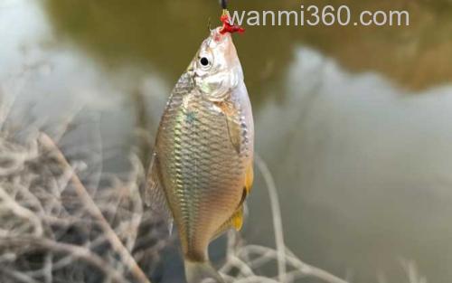 鳑鲏鱼_1