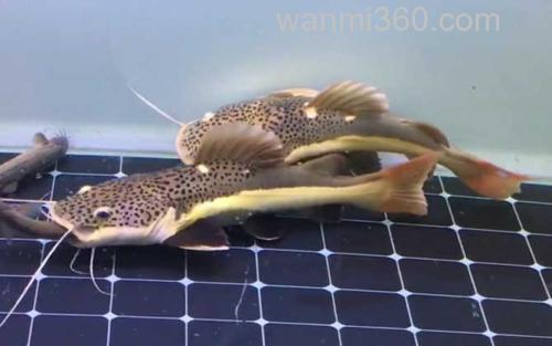 红尾鲶_1