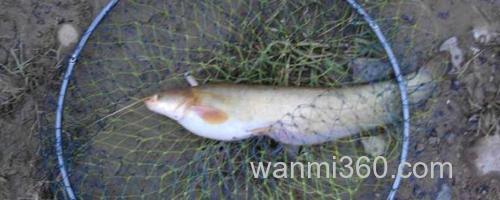 鲶鱼_0
