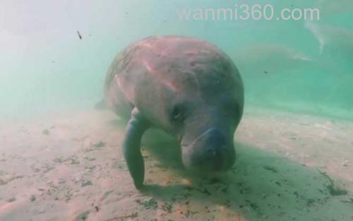 海牛_3