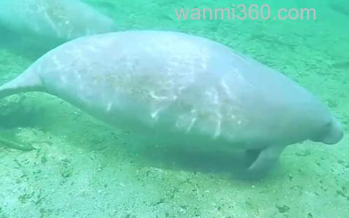 海牛_1