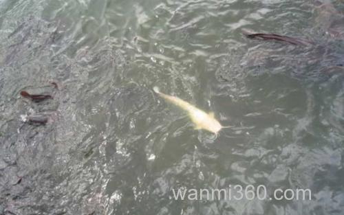 鲶鱼_2
