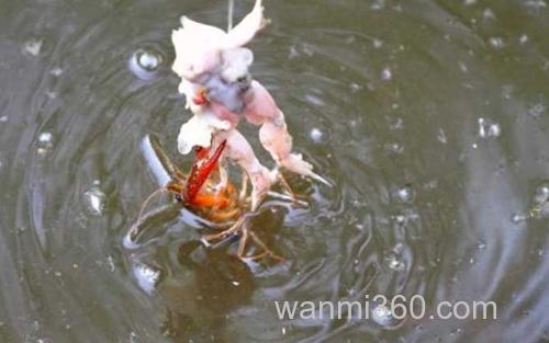 钓小龙虾_2