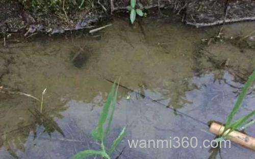 黄鳝_2