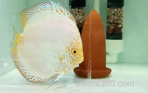 七彩神仙鱼_1