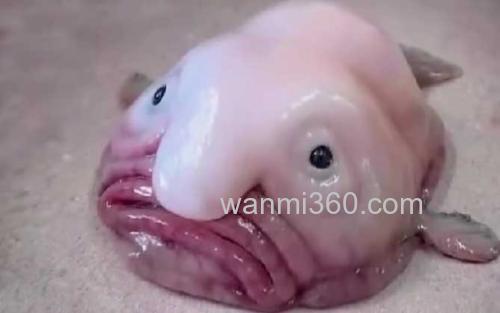 水滴鱼_1