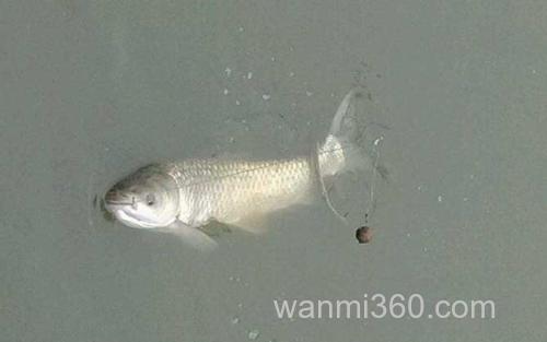 钓草鱼_1