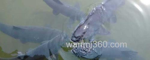 青鱼_0