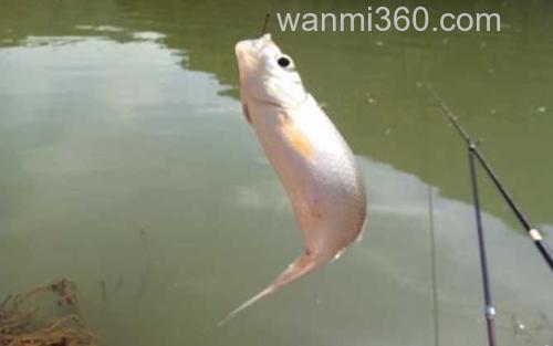 钓鲮鱼_1