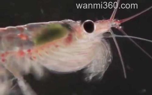 南极磷虾_3
