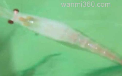 南极磷虾_2