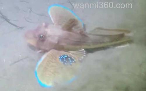 绿鳍鱼_2